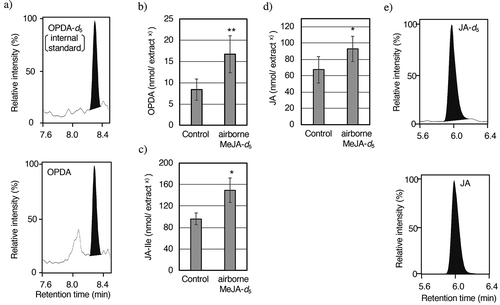 Figure 2. Evaluation of (+)-cis-OPDA, JA-Ile, and JA in G. fujikuroi. The fungus was treated with airborne MeJA-d5. The endogenous amounts of (+)-cis-OPDA, JA-Ile and JA were analyzed by UPLC-MS/MS with MRM in negative mode. (a) The presence of (+)-cis-OPDA. Upper panel: The peak derived from [17,17,18,18,18-2H5] (+)-cis-OPDA (internal standard) was monitored by selecting m/z 296.37 as the pseudomolecular ion and m/z 170.99 as the transition ion. Lower panel: The peak derived from (+)-cis-OPDA (endogenous compound) was monitored by selecting m/z 291.37 as the pseudomolecular ion and m/z 164.99 as the transition ion; (b) The evaluation of endogenous amounts of (+)-cis-OPDA; (c) The evaluation of endogenous amounts of JA-Ile; (d) The evaluation of endogenous amounts of JA; (e) The presence of [2,2,5,5,7-2H5] JA derived from deuterium-labeled MeJA. Upper panel: The peak derived from [2,2,5,5,7-2H5] JA was monitored by selecting m/z 214.00 as the pseudomolecular ion and m/z 60.71 as the transition ion. Lower panel: The peak derived from JA (endogenous compound) was monitored by selecting m/z 209.00 as the pseudomolecular ion and m/z 58.71 as the transition ion. Each value is represented by the mean ± SD of five independent replicates. Welch’s test, **p< 0.01, *p< 0.05. x) originated from the acetone extract (100 mL).