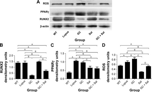 Figure 5 Immunoblotting analysis of ROS, PPARγ, and RUNX2 in the lumbar vertebrae of lupus mice undergoing different treatments.