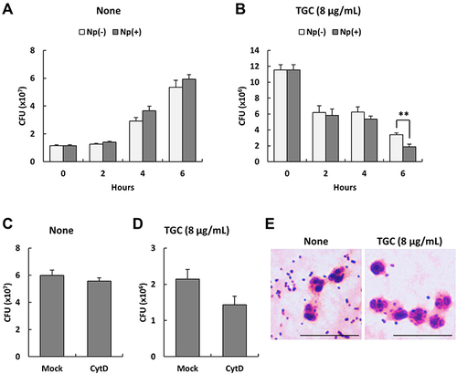Figure 1 Numbers of viable multidrug-resistant Acinetobacter baumannii (MDRAB) co-cultured with human neutrophils in the presence of tigecycline (TGC). (A) Numbers of a representative MDRAB strain R1 cells after 0, 2, 4, and 6 h of co-culturing with (Np+) or without (Np-) neutrophils. (B) Numbers of MDRAB strain R1 cells after 0, 2, 4, and 6 h of co-culturing with (Np+) or without (Np-) neutrophils in the presence of 8 μg/mL TGC. (C) Numbers of MDRAB strain R1 cells after 6 h of incubation with cytochalasin D-treated (CytD) or mock-treated (Mock) human neutrophils. (D) Numbers of MDRAB strain R1 cells after 6 h of cultivation with cytochalasin D-treated (CytD) or mock-treated (Mock) human neutrophils in the presence of 8 μg/mL TGC. Bar graph data are compiled from two independent experiments (n = 6 for each experiment) and represent the mean ± standard error of the mean (SEM). Asterisks indicate significant differences (**P < 0.01 is with neutrophils vs without neutrophils; Student’s t-test). (E) Gram staining of human neutrophils co-cultured with the MDRAB strain R1, in the absence or presence of 8 μg/mL TGC, after 6 h of incubation (Scale bar: 10 μm).