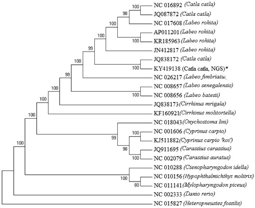 Figure 1. ML tree of complete mtgenome sequences of 22 teleosts.