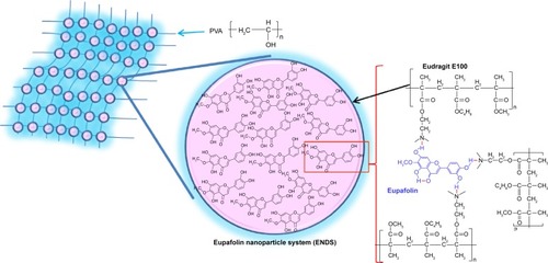 Figure 3 Schematic diagram of eupafolin nanoparticle delivery system (ENDS), demonstrating the molecular interactions between eupafolin (shown in blue) and the nanoparticle carrier Eudragit E100 (shown in black).Note: The aqueous phase consists of polyvinyl alcohol (PVA).
