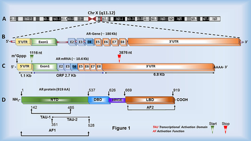 Figure 1. Androgen Receptor gene, mRNA and protein structure. (a, b) The AR gene is located on the X chromosome and consists of eight exons (E1-8) and seven variable size introns. (c) The AR mRNA is nearly 10.7 kb long, containing a 1.126 kb long 5’ UTR, a 6.778 kb long 3’ UTR and a 2.7 kb long coding region. (d) The AR protein consists of multiple functional domains: N-terminal domain (NTD), DNA-binding domain (DBD), Hinge region and C-terminal domain (CTD)/Ligand-binding domain (LBD). The N-terminal domain contains two transcriptional activation units (TAU) imperative for AR function.