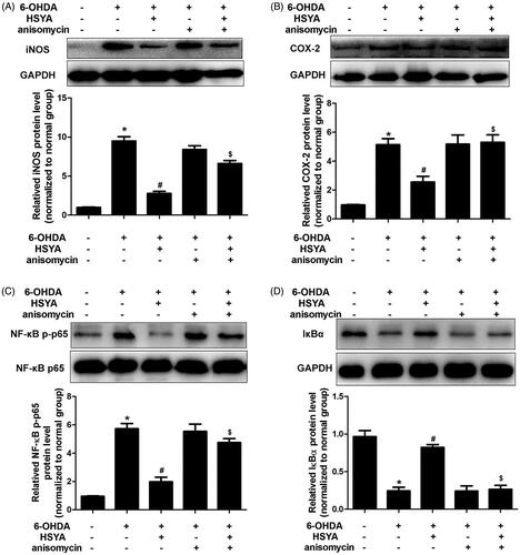 Figure 7. The HSYA-mediated attenuation of 6-OHDA-induced damage is associated with the phosphorylation of JNK in SH-SY5Y cells. Cells were treated with NS or HSYA (10−5 mol/L) for 1 h and exposed to 50 × 10−6 mol/L 6-OHDA in the absence or presence of anisomycin for an additional 24 h before analysis. iNOS (A), COX-2 (B), NF-κB p-p65 (C), and IκBα (D) levels were evaluated by western blotting. The graph bars show the amount of iNOS (A), COX-2(B), NF-κB p-p65 (C), and IκBα (D) proteins normalized to those observed in the normal group. The data are presented as the means ± S.E.M (n = 5 in each group). *p < 0.05 vs. Normal group. #p < 0.05 vs. 6-OHDA group. $p < 0.05 vs. 6-OHDA + HSYA group.