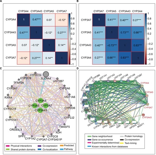 Figure 3 Matrix graphs of Pearson correlations of CYP3A4, CYP3A5, CYP3A7, and CYP3A43 mRNA expression levels in TCGA database (A) and GEO database (B). Gene–gene interaction networks among the four genes of interest with other genes (C) and protein–protein interaction networks among the four proteins of interest with other proteins (D).Abbreviations: CYP3A, cytochrome P3A; GEO, Gene Expression Omnibus; TCGA, The Cancer Genome Atlas.Note: *p≤0.05, **p≤0.01, ***p≤0.001.