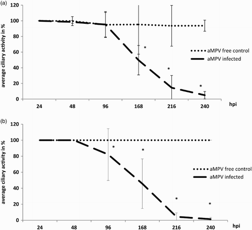 Figure 1. Ciliary activity after aMPV infection. Mean ciliary activity of aMPV-infected (a) chicken (n = 5–35) and (b) turkey (n = 5–40) TOC compared to virus-free controls at indicated times. hpi = hours post infection. Error bars indicate standard deviation. All virus-free control TOC remained at 100% ciliary activity throughout. Asterisks indicate significant differences between controls and infected TOC per timepoint (P < 0.05 student's t-test). Experiments 2 and 3 as representative experiments for chicken and turkey TOC, respectively.