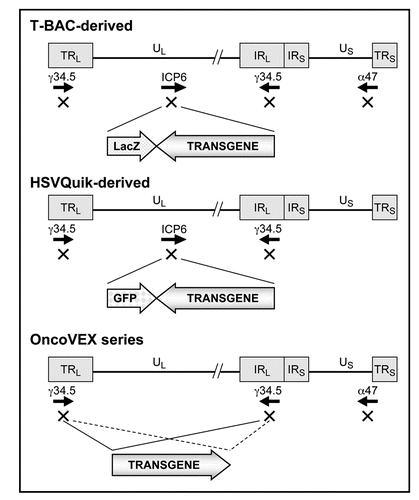 Figure 3 Structures of representative armed oncolytic HSV-1. The HSV-1 genome consists of long and short unique regions (UL and US) each bounded by terminal (T) and internal (I) repeat regions (RL and RS). Armed oncolytic HSV-1 created by using the T-BAC (or G47Δ-BAC) system has the backbone structure of G47Δ, a third-generation oncolytic HSV-1. It has triple deletions in the γ34.5, ICP6 and α47 genes. The transgene is inserted into the deleted ICP6 locus. As a marker, it also expresses the LacZ gene driven by the ICP6 promoter. Armed oncolytic HSV-1 created by using the HSVQuik system has the backbone structure similar to G207 or MGH1, second-generation oncolytic HSV-1. It has double deletions in the γ34.5 and ICP6 genes. The transgene is inserted into the deleted ICP6 locus. As a marker, it also expresses the GFP gene driven by the ICP6 promoter. The OncoVEX series has the backbone structure of a second-generation oncolytic HSV-1 with double deletions in the γ34.5 and α47 genes. The transgene is inserted into the deleted γ34.5 loci.