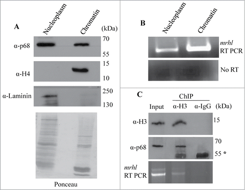 Figure 1. Association of mrhl RNA and p68 (Ddx5) helicase with spermatogonial cell (Gc1-Spg) chromatin. (A) Western blot showing the presence of p68 in the nucleoplasm and chromatin. Histone H4 and Laminin confirmed the purity of nucleoplasm and chromatin fractions respectively. The Ponceau staining pattern of the total proteins in these 2 fractions is given below the Western blot. (B) RT-PCR analysis showing the presence of mrhl RNA in both nucleoplasm and chromatin fractions. (C) Histone H3 ChIP showing co-immunoprecipitation of p68 with histone H3 (Western blot) and association of mrhl RNA with histone H3 ChIP chromatin (RT-PCR), thus demonstrating the presence of p68 and mrhl RNA in the oligo nucleosomal chromatin. Asterik (*) denotes the band corresponding to antibody heavy chain at 55kDa.