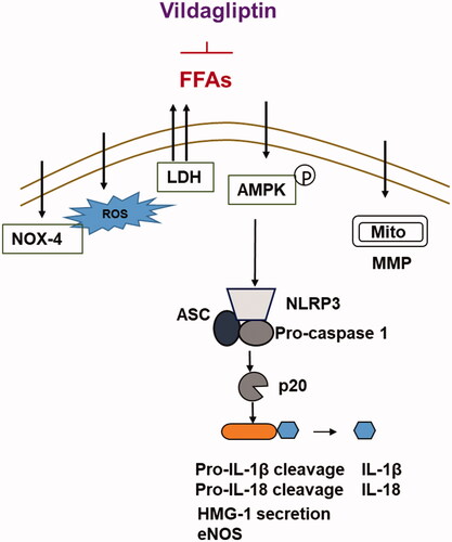 Figure 10. Graphic summary of the underlying mechanisms.