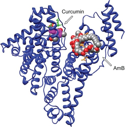 Figure 1 In silico analysis: binding of AmB and curcumin to human serum albumin. Curcumin interacts with domain IB, whereas AmB interacts with domain IIIA comprising two Glu (392, 396), two Gln (518, 400) residues, and one each of Arg424 and Ser431 residues.