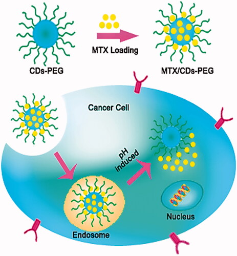 Scheme 2. Cell uptake mechanism and capabilities of developed nanocarrier for passive and active methotrexate (MTX) delivery to the cancerous tissue by human breast epithelial adenocarcinoma (MCF-7) cells.