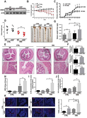 Figure 1. Nrbf2 knockout mice are susceptible to dextran sulfate sodium (DSS)-induced ulcerative colitis. (A) Western blotting of NRBF2 expression in the colon tissue from wild-type (WT) and nrbf2 knockout (KO) mice. (B) Body weights recorded daily in different groups (n = 9–11). 2% DSS in drinking water was administrated to DSS treatment groups in the first 9 d, following 2 d of normal drinking water. (C) Daily disease activity indexes (DAIs) of WT and nrbf2−/- mice after DSS treatment (n = 9–11). Mean ± S.E.M. (D) Length of colons from the different groups (left), and the representative images (right) (n = 9–11). (E) Representative HE staining images of the colon in each group. Scale bar: 200 µm. (F) Histological scoring according to the HE staining result (epithelium scoring, infiltration scoring, and total scoring) (n = 6–7). (G) Spleen weight indexes of the different groups (spleen weight/body weight [n = 9–11]). Mean ± S.D. (H) Determination of MPO (myeloperoxidase) activity in the colon lysates from the different groups (n = 7–8). Mean ±S.E.M. (I and J) Determination of IL6 and IL1B concentrations in colon lysates (n = 7–8). Mean ± S.E.M. (K) Representative images of TUNEL staining in the colon of mice from different groups. (red: TUNEL-positive, blue: DAPI). Scale bar: 100 µm. Right: Quantification of the TUNEL-positive cells in the colon tissue samples from the different groups (n = 8–11 samples). Mean ± S.E.M. In B and C, data were analyzed via two-way ANOVA. In D, E and H-K, data were analyzed via one-way ANOVA with the Tukey test. In G, data were analyzed via an unpaired Student’s t-test. *P < 0.05, **P < 0.01, ***P < 0.001