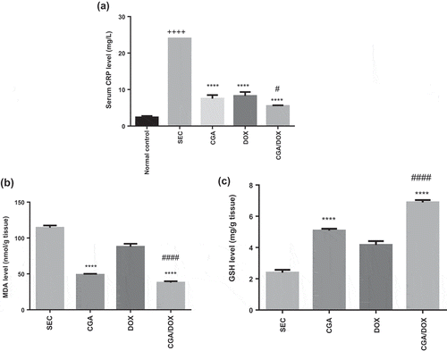 Figure 5. Effect of chlorogenic acid (CGA) treatment alone and in combination with doxorubicin (DOX) on (a) serum CRP, (b) tissue MDA and (c) tissue GSH levels. Values are expressed as mean ± SEM. n = 8 except SEC group, n = 10. ++++ Significant difference as compared to the normal control group at P < 0.0001, **** significant difference as compared to the SEC group at P < 0.0001, #### significant difference as compared to DOX group at P < 0.0001 and # significant difference as compared to DOX group at P < 0.05.