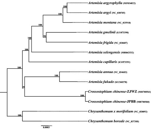 Figure 1. Phylogenetic tree reconstruction of Crossostephium chinense and Artemisia using maximum likelihood (ML) method based on whole chloroplast genome sequences. Numbers above the lines represent ML bootstrap values.