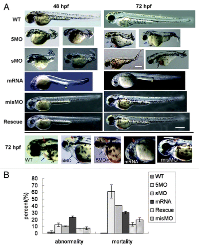 Figure 3. Dysregulation of atg5 leading to embryonic abnormal phenomenon in zebrafish. (A) Abnormal phenotypes caused by atg5 dysregulation at 48 hpf and 72 hpf. 5MO and sMO row: the 5MOatg5 or sMOatg5 injected embryos display dorsalization-like abnormalities; mRNA row: the embryos were injected with atg5 capped-mRNA, and their development was retarded and slightly ventralized; misMO row: the embryos were injected with a control MO; Rescue row: the embryos were injected with a mixture of 5MOatg5 and atg5 mRNA; the bottom panel presents a comparison of the heads and hearts of 72 hpf embryos injected with 5MOatg5, capped mRNA or misMO. Blue arrows indicate the heart and pericardial sac; black arrows show congestion in the ventral CCV and the entrapped and vacuolated yolk; yellow arrowheads show thickened posterior yolk extension; red arrows indicate the structure of the otic capsule. Above scale bar: 400 μm (one picture of sMO group has its own bar); below scale bar: 300 μm. (B) Statistics of teratogenesis and mortality on 4-dpf embryos. Each treatment group compared with wild-type, p < 0.01 (ANOVA Tests).