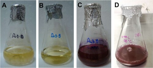 Figure 3. Extracellular synthesis of gold nanoparticles (AuNPs) by the Au1-8 Epicoccum nigrum strain. AuNPs were synthesized using the free-cell PDB-filtrate of fungal culture. (A) Fungal biomass incubated for 72 h, 28°C and 180 rpm in PDB media. (B) Free-cell PDB-filtrate without AuCl3. (C) Free-cell PDB-filtrate with 1.0 mM of AuCl3 incubated at 24 h, 28°C and 180 rpm. (D) PDB media incubated with 1.0 mM of AuCl3 for 24 h.