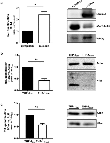 Figure 4. Smh1 is a histone-deacetylase and is active in the nucleus of the host cell where it targets histone 3 and 4. (a) THP-1Smh1 cells were stimulated with PMA (80 nM) for 72 h. Afterwards, the cytoplasmic and nucleic fractions were separated. Western Blot was performed against the Smh1-fused HA-tag. Lamin a was used as housekeeper for the nuclear fraction and α1c Tubulin for the cytosolic fraction. One representative blot of 3 is shown. The relative quantification of Smh1 is normalized to the cytosolic fraction. A paired t-test was performed. Data are shown as mean + SEM of three independent biological replicates. *p ≤ 0.05. THP-1Smh1 and corresponding control cells (THP-1Ctrl) were stimulated with PMA (80 nM) for 72 h. Function of Smh1 as a histone-deacetylase was confirmed by examination of histone 3 and 4 acetylation (H3ac and H4ac) by Western Blot (b and c). One representative blot of three independent biological replicates is shown. Relative quantification of H3ac and H4ac in comparison to actin is normalized to Ctrl. Unpaired t-test was performed, and data are shown as mean + SEM of three independent biological replicates. *p ≤ 0.05; **p ≤ 0.01.