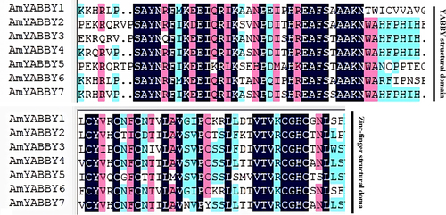 Figure 3. Alignment of conserved sequences of AmYABBY proteins, which are the YABBY conserved domain and zinc finger domain, respectively.