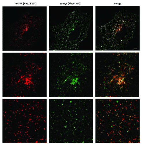 Figure 4. RhoDWT-positive endosomes show partial overlap with Rab11-positive (recycling) endosomes. HUVE cells were co-transfected with myc-RhoDWT and GFP-Rab11WT for 24 h. GFP fluorescence was quenched by fixation in methanol for 20 min at −20°C. Myc-RhoD was detected with α-myc/ATTO-rabbit 425 and Rab11 with α-GFP/Alexa α-mouse 488. The upper panel is a confocal image. The boxed regions in the upper merged image are shown in the central and lower panels and are STED images. The central panels show the colocalization of Rab11 and RhoD in the perinuclear recycling compartment, while the lower panels show the colocalization on peripheral vesicles. Bar = 5 μm. Quantitation with MotionTracking Software yield approximately 56% overlap of RhoD-positive vesicles vs. Rab11-positive endosomes (and 32% of Rab11/RhoD). This is based on total colocalization, while in the perinuclear recycling compartment the colocalization is significantly higher.