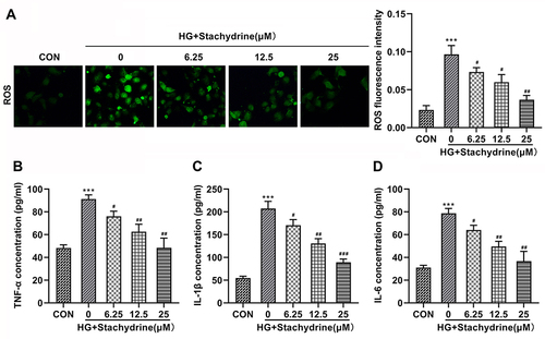 Figure 2 STA inhibited the ROS production and inflammation in the HG-stimulated HRMECs. Through the kits determination, 6.25, 12.5 and 25 of STA treatment significantly decreased the (A) ROS, (B) TNF-α, (C) IL-1β and (D) IL-6 levels in the HG-stimulated HRMECs. ***p<0.001. #p<0.05, ##p<0.01, ###p<0.001.