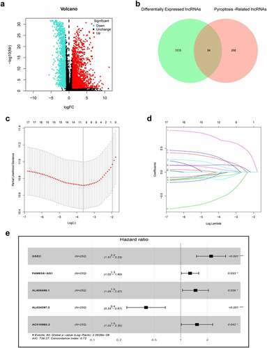 Figure 2. Construction of prognostic pyroptosis-related risk model composed of five lncRNAs. (a) Volcano plot presenting differentially expressed lncRNAs (DElncRNAs) discovered from LUAD tissues compared with non-carcinoma samples from TCGA dataset; (b) The Venn diagram of genes among DElncRNAs list and pyroptosis-related lncRNAs; (c-d) Lasso Cox regression analysis showing that 11 out of the 84 pyroptosis-related lncRNAs were good candidates for constructing the prognostic signature; (e) Forest plot presenting the HRs for the pyroptosis-associated prognosis model containing five lncRNAs