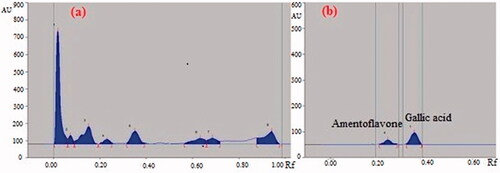 Figure 1. (a) HPTLC fingerprint chromatogram of GCE under UV 254 nm. (b) HPTLC chromatogram of amentoflavone and gallic acid present in GCE scanned at 366 nm.