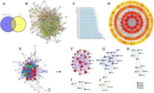 Figure 1. The primary therapeutic targets of HGWD for treating IS. (A) The Venn diagram displays shared and distinct IS and HGWD targets. (B) A network of PPI visualizations constructed with the STRING database. (C) Forty core target selections. (D) Cytoscape visualizes PPI network. (E) Cluster for the PPI network. (F) Cluster 1 (score = 5.26). (G) Cluster 2 (score = 2.61). (H) Cluster 3 (score = 2). (I) Cluster 4 (score = 1.6). (J) Cluster 5 (score = 1.5).