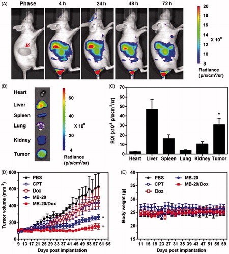 Figure 3. In vivo bio-distribution and anti-tumor efficacy of nanocarriers in tumor-bearing mice. (A) Near-IR optical imaging of A549 tumor-bearing nude mice at 4, 24, 48 and 72 h after intravenous injection of MB-20/Cy5.5 at Cy5.5 dose of 26 nmol/kg. The red arrow in the light phase indicated the tumor site. (B) Ex vivo imaging of tumors and other tissues of A549 tumor-bearing nude mice at 72 h post injection. (C) The quantitative analysis of fluorescence signals from tumors and other tissues. Values are means ± SD (n = 3). *p < .05 with respect to heart, spleen and kidney groups. (D) The A549 tumor growth curves after treating with either PBS, CPT, DOX, MB-20 nanocarrier or MB-20/Dox nanocarrier. Values are means ± SEM (n = 5). *p < .05 compared to PBS, CPT and Dox groups; +p < .05 compared to MB-20. (E) The body weight variation of mice after treated with different formulations [Citation33]. Reprinted with permission from Elsevier Ltd. (Copyright © 2014) through Copyright Clearance Center.