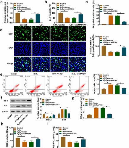 Figure 2. CircMAP3K4 overexpression protects SRA01/04 cells from H2O2-induced dysfunction. (a-i) SRA01/04 cells were transfected with Vector or circMAP3K4 plasmid followed by 50 µm H2O2 treatment. (a) RT-qPCR was conducted to measure the expression of circMAP3K4 in SRA01/04 cells. (b) Cell viability was analyzed by MTT assay. (c) SA-β-Gal staining was used to measure cell senescence. (d) EdU assay was conducted to analyze the proliferation ability of SRA01/04 cells. (e) Flow cytometry was conducted to assess the apoptosis of SRA01/04 cells. (f) Western blot assay was performed to determine the protein expression of anti-apoptotic protein Bcl-2 and pro-apoptotic protein Bax in SRA01/04 cells. (g-i) the oxidative stress of SRA01/04 cells was analyzed using the commercial kits. *P < 0.05.