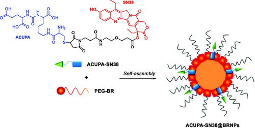 Figure 11. Illustration of the preparation of ACUPA-SN38@BRNPs in aqueous solution upon self-assemblyCitation105.