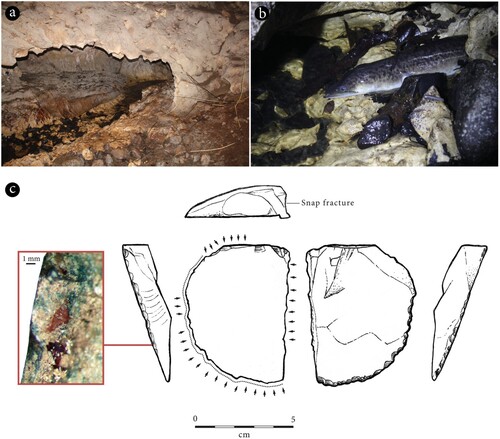 Figure 9. Abiap Puyauw (WAI-59) cave: (a) interior of cave with stream; (b) a freshwater eel currently present in stream; (c) surface find WAI-59-1, a flake with fish scale residue along retouched edge (arrows denote retouch and dotted lines denote macro-use wear).