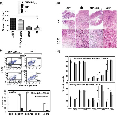 Figure 2. GNP-LLO91-99 nanotherapy affects melanoma programmed cell-death and antigen-presentation markers. (A, B) B16OVA melanoma auto-transplants were established s.c as in Figure 1 (n = 10/group of mice) and vaccinated i.v with control GNP (50 µg/mouse), GNP-LLO91-99 (50 µg/mouse) or non-treated (NT). After 7 days, histochemistry and immunohistochemistry were performed on melanoma embedded in paraffin to calculate the percentage of necrosis (A) or stained (B) with haematoxylin-eosin (HE). Asterisks over NT bars indicate that all groups of mice were compared to NT. The results are expressed as the mean number of necrotic foci ± SD (P ≤ 0.05). In (B), we show representative images of each group of mice stained with HE and mark with an asterisk, the NT group to which we compared all samples. (C) Removed melanoma were analysed for apoptosis by FACS analysis. We measured levels of early apoptosis using single staining with the apoptotic marker annexin-V (Annexin V) or late apoptosis using double staining with the DNA marker 7-AAD and the apoptotic marker annexin-V. Upper plots labelled as in vivo correspond to a representative experiment and the percentages reflect the cells localized in each quadrant from a total of 50.000 cells passed by the flow cytometer. GNP-LLO91-99 treated samples are compared to NT and significant differences are marked with an asterisk (*). The experiment was performed three times and results of each group of 10 mice are the following for late apoptosis (7-AAD+AnnV+ double positive cells): B16OVA/GNP-LLO91-99, 73 % ± 0.5; B16OVA/NT*, 50 % ± 1.5; B16.F10/GNP-LLO91-99, 76 % ± 1.5; B16.F10/NT*, 45 % ± 1.0. Results for early apoptosis (7-AAD−AnnV+) are: B16OVA/GNP-LLO91-99, 7 % ± 0.5; B16OVA/NT, 13 % ± 1.0; B16.F10/GNP-LLO91-99, 17 % ± 1.5; B16.F10/NT, 9 % ± 0.5 (P ≤ 0.05). We also performed in vitro experiments of different tumour cells (lower bar plot), melanoma (B16OVA, B16.F10, A-375), ovary CHO or macrophage IC-21 cell lines treated for 16 h with GNP-LLO91-99 (50 µg/ml) (black bars) or supernatants of DC cells pre-treated with GNP-LLO91-99 (50 µg/ml) (grey bars) and, next, analysed for early apoptosis by FACS. Results correspond to the mean of five different experiments and are expressed as the mean percentage of positive cells ± SD (P ≤ 0.05). (D) Analysis of antigen-presentation and cell-death markers on the cell surface of different melanoma cell lines, either murine B16OVA or human A375 as primary melanoma or murine B16.F10 or human MeWo as metastatic melanoma, were treated in vitro with GNP-LLO91-99 nanovaccines (50 µg/mL, 16 h, 37ºC) (+ GNP bars). Cells were stained with different fluorescent-labelled antibodies and examined by FACS analysis. The results are expressed as the mean percentage of positive cells ± SD (P ≤ 0.05).