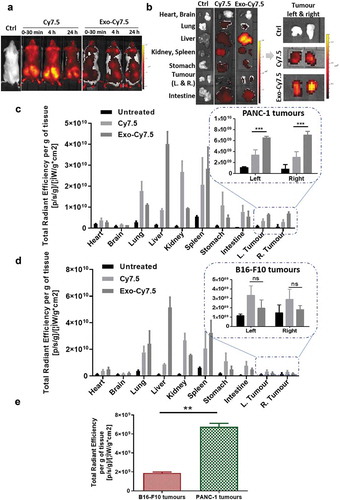 Figure 6. In vivo organ biodistribution profile of PANC-1 Exo in tumour-bearing NSG mice. Mice were inoculated subcutaneously with PANC-1 cells or B16–F10 cells in bilateral flanks (two tumours per mouse). Animals were intravenously injected with 200 µL containing PANC-1 Exo-Cy7.5 (approximately 8 × 1011 particles and 8.3 pmol of dye), Cy7.5 (approximately 8.3 pmol) or saline. Animals were killed at 24 h post-injection and the organs were excised for analysis. (a) Whole body live imaging, (b) ex vivo imaging and (c) organ biodistribution profiles of PANC-1 Exo in PANC-1 tumour-bearing mice. (d) Organ biodistribution profiles of PANC-1 Exo in B16–F10 tumour-bearing mice. For (c) and (d), Inset: zoomed-in tumour accumulation profile of PANC-1 Exo. (e) Comparison of PANC-1 Exo accumulation in PANC-1 vs B16–F10 tumours. Values were normalised to organ weight and expressed as mean ± SD (n = 3). Statistical analysis was done on tumour accumulation values. (ns: no significance, **p < 0.01, ***p < 0.001).