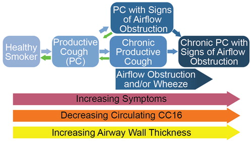 Figure 2. Schematic overview of PC by severity and the associated symptoms, circulating CC16 levels, and airway wall thickness. Note that transition to a healthier state drops once the most severe state is reached.