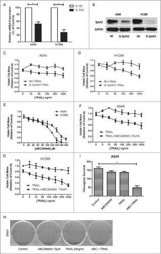 Figure 2. Resensitization of TRAIL-induced cell death by targeting sphingosine kinase 2. (A and B) Cells were transfected with siRNA as indicated, and RT-PCR and Western were carried out after 24 h and 48 h separately to evaluate the efficiency of siSphK2. Data points and error bars represent the mean ±SEM of 3 independent experiments. (C and D) After transfected with siSphK2 for 24 h, A549 and H1299 cells were treated with indicated concentrations of TRAIL for another 24 h. Cell viability was measured by MTT assay. Mean values of 5 different experiments. (E) A549 and H1299 cells were treated with indicated concentrations of ABC294640 for 24 h. Cell viability was measured by MTT assay. Mean values of 5 different experiments. (F and G) Cells were treated with indicated concentrations of TRAIL alone or combined with 75 μM ABC294640 for 24 h. Cell viability was measured by MTT assay. Mean values of 5 different experiments. (H and I) A549 cells were treated with TRAIL (20 ng/ml), ABC294640 (10 μM) or TRAIL+ABC294640 for 10 d Cells were stained with crystal violet and counted under microscope. Colonies ≥30 cells were scored as positive for colony formation. Data are presented as the number of colonies. Columns represent mean data of 3 different experiments (*p < 0.05).