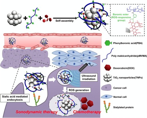 Figure 1 A schematic image indicates a TiO2 based-targeted delivery of an anticancer agent and controlled drug release induced by ultrasound irradiation.Notes: Reprinted from: Kim S, Im S, Park EY, et al. Drug-loaded titanium dioxide nanoparticle coated with tumor targeting polymer as a sonodynamic chemotherapeutic agent for anti-cancer therapy. Nanomedicine. 2020;24:102110. Copyright © 2019 Elsevier Inc. All rights reserved. With permission from Elsevier.Citation47