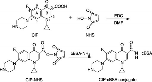 Figure 1. The synthesis procedure of CIP–cBSA immunogen through NHS active ester method.