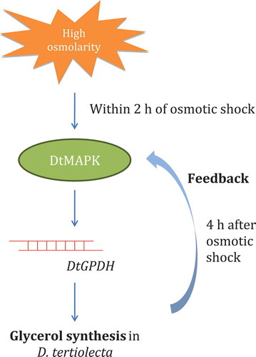 Fig. 9. Proposed information flow showing the response of D. tertiolecta to hyper-osmotic stress. We have shown that DtGPDH is up-regulated by the transient up-regulation of DtMAPK and causes activation of glycerol synthesis as an immediate response to high external osmolarity. Unknown mechanisms might be involved leading to up-regulation of DtGPDH mRNA levels 4 h after osmotic shock.