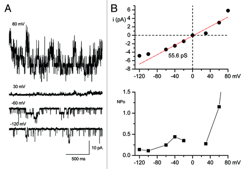 Figure 1. Single-channel currents recorded in the outside-out configuration from HEK293 cells that were stably expressing TRPC4β. (A) Representative single-channel current traces were recorded at voltages ranging from +80 to -140 mV. The holding potentials were 80, 30, -60 and -120 mV in A. GTPγS (200 μM) was intracellularly applied to activate the TRPC4 channel under the condition of 125 mM [Cs+]i and 125 mM [Cs+]o and nominally [Ca2+]o-free. (B) The corresponding I-V relationships from each potential are shown in the upper panel and the red line represents the fit to obtain a unitary conductance. The plot of NPo was estimated from each potential (bottom panel).