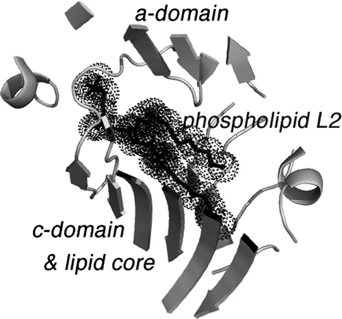 Figure 4.  The binding site of phospholipid L2 in lipovitellin. The drawing is a cartoon representing the X-ray crystal structure of LV in a region near the bound phospholipid L2. L2 is visible as a black stick model surrounded by dot spheres. The binding site occurs between β-strands of the a- and c-domains. Note how the two methylene chains of the phospholipid are positioned directly between the two β-sheets, one from the a-domain and another from the c-domain. It is hypothesized that movement at this junction could change the volume of the lipid core, and hence the binding of L2 is a signal for further lipid loading to occur. Removal of L2 could cause contraction of the main lipid cavity and expulsion of some of the accompanying lipid.