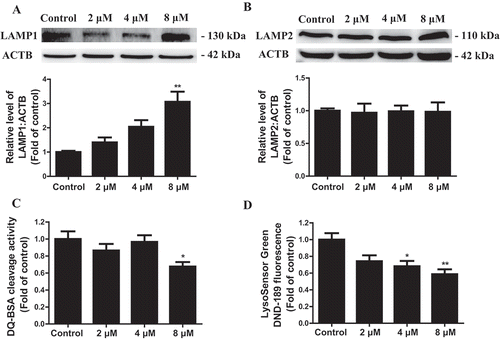 Figure 5. TMT impairs lysosomal function in Neuro-2a cells. (A) and (B) Representative immunoblots and quantification analysis of LAMP1 and LAMP2 in Neuro-2a cells treated with TMT at different concentrations (0, 2, 4, or 8 μM) for 24 h. ACTB was used as the internal standard for protein loading. (C) DQ-BSA staining fluorescence intensity was used to analyze lysosomal protease activity in Neuro-2a cells treated with TMT at different concentrations (0, 2, 4, or 8 μM) for 24 h. (D) LysoSensor DND-189 fluorescence intensity in Neuro-2a cells treated with TMT at different concentrations (0, 2, 4, or 8 μM) for 24 h. All experiments were repeated at least 5 times. The values are presented as means ± SEM. *P < 0.05, **P < 0.01 vs. the control group