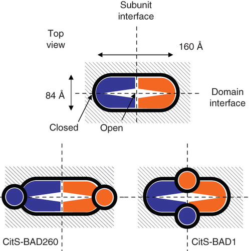 Figure 6. Relative orientation of the subunits in dimeric CitS and GltS. Schematic top view structures of dimeric wild type CitS (top), CitS-BAD206 (bottom left) and CitS-BAD1 (bottom right). Top view was defined as perpendicular to the membrane. The ‘closed’ and ‘open’ sides of the clam shell model of one subunit were indicated. The connection at the ‘closed’ side is formed by the central cytoplasmic loop. The N- and C-termini are positioned at the ‘open’ side. Dimensions are based upon EM projection structures. Vertical and horizontal dashed lines indicate subunit and domain interfaces, respectively. Circles in grey represent the BAD domains.