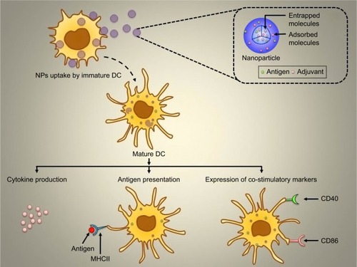 Figure 1 Graphical representation of NPs uptake by the immature DC and subsequent activation as well as maturation of DC followed by cytokine production, antigen presentation, and expression of co-stimulatory markers.Abbreviations: DC, dendritic cell; MHCII, major histocompatibility complex class II; NPs, nanoparticles.