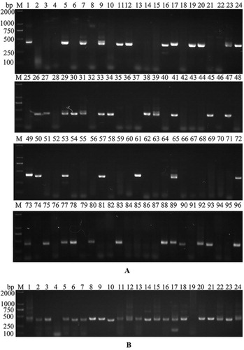 Figure 2. Amplification of Nb genes by nested PCR. (A) The second PCR amplification using the CHPCitation1 and CHPCitation2 primer pair to distinguish the conventional antibody from Nb, with all the 96 amplification results shown. (B) Amplification of Nb genes in target samples by PCR with VHH primers and 24 amplification results shown.