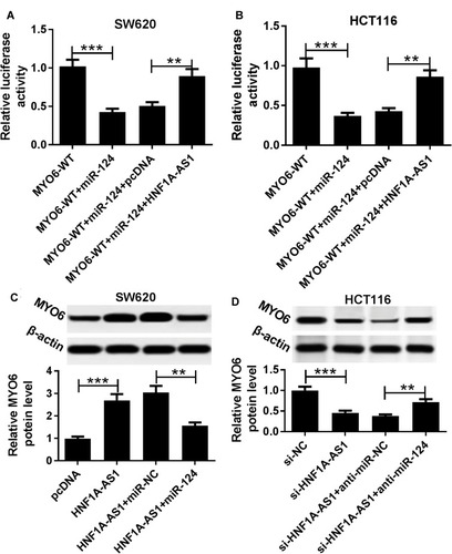 Figure 7 HNF1A-AS1 mediated MYO6 expression through miR-124 in CRC cells. (A and B) Luciferase reporter assay was performed in SW620 (A) and HCT116 (B) cells transfected with MYO6-WT-Luc following introduction with miR-124 or miR-124+ HNF1A-AS1. (C and D) The protein expression of MYO6 was detected in SW620 (C) and HCT116 (D) cells transfected with pcDNA, HNF1A-AS1, HNF1A-AS1+miR-NC and HNF1A-AS1+miR-124 utilizing Western blot assay. **P < 0.01. ***P < 0.001.