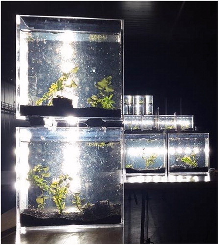 Figure 2. The setup of 14 4 L freshwater microcosms (Hevrøy et al. 2017) at FIGARO in 2016.