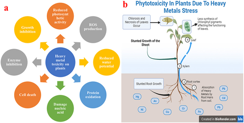 Figure 1. a) Adverse effects of heavy metals on plants, b) phytotoxicity in plants due to the HM stress.