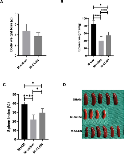 Figure 2 Body weight loss and spleen index in the sham-operated and saline, β2-ARs agonist CLEN treated MCAO mice. (A) Body weight loss was measured as an index of general stress elicited by cerebral ischemia (M-saline n = 5, M-CLEN n = 6). (B) Spleen weight and (C) Spleen index 72 h following MCAO measured as an immunosuppression index in the sham-operated and CLEN treated MCAO mice (SHAM n = 5, M-saline n = 9, M-CLEN n = 6). (D) Spleens in the above three groups were shown (SHAM n = 5, M-saline n = 4, M-CLEN n = 6). *p < 0.05, ***Indicates p < 0.001, and ****Indicates p < 0.0001 by one-way ANOVA with Holm–Sidak correction.