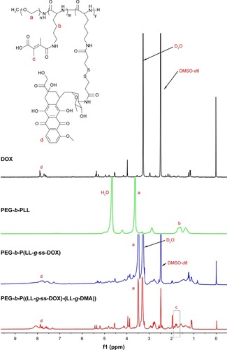 Figure 1 1H NMR spectra of DOX (in DMSO-d6), PEG-b-PLL (in D2O), PEG-b-P(LL-g-ss-DOX) (in DMSO-d6), and PEG-b-P(LL-g-ss-DOX)-(LL-g-DMA) (in DMSO-d6).Abbreviations: DMSO-d6, deuterated dimethyl sulfoxide; DOX, doxorubicin; NMR, nuclear magnetic resonance; PEG-b-PLL, poly(ethylene glycol)-b-poly(L-lysine).