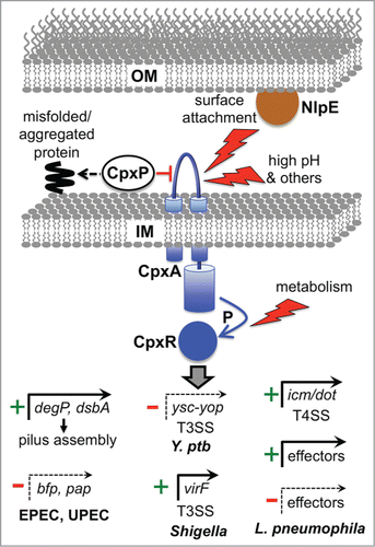 Figure 2. Examples of direct virulence gene regulation by the Cpx ESR. The Cpx response can be induced by various signals, with inputs entering at different points (surface attachment via NlpE to CpxA, external environmental changes via CpxA, and metabolic changes that alter the phosphorylation state of CpxR independently from CpxA). CpxP acts as a chaperone for misfolded proteins, directing them to destruction by the DegP protease (see text) and also negatively regulates the system, perhaps by interacting with CpxA. Phosphorylated CpxR activates the promoters of protein degradation factors (e.g., degP), protein-folding factors (e.g. dsbA) ands in multiple species, as well as many other genes associated with inner membrane functions. DegP and DsbA can reduce stress by promoting efficient assembly of the bundle forming pilus and Pap pilus in EPEC and UPEC, respectively. In addition, CpxR represses the promoters of the bfp and pap operons encoding these pili. In Y. pseudotuberculosis (Y. ptb) CpxR represses expression of several components of the Ysc-Yop T3SS. In Shigella sonnei CpxR directly activates the promoter of the gene encoding the major virulence regulator VirF, which leads to increased T3SS production because one VirF-induced target is the gene encoding the T3SS positive regulator NlpE/VirB (see text). CpxR also controls the T4SS in L. pneumophila by inducing genes encoding structural components (icm/dot) and by activating or repressing genes encoding some of the effectors exported by the T4SS.
