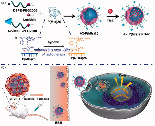 Scheme 1. Schematic of A2 modified lipid-poly (hypoxic radiosensitized polyprodrug) nanoparticles delivery TMZ (A2-P(MIs)25/TMZ) for glioma synergetic TMZ and RT therapy. (A) (a) Prepare of A2-P(MIs)25/TMZ; (b) Mechanism of radiosensitization of P(MIs)25; (B) Schematic illustrating A2-P(MIs)25 as hypoxic tumor cell radiosensitizer delivery TMZ to achieve synergistic TMZ and RT treatment of glioma.